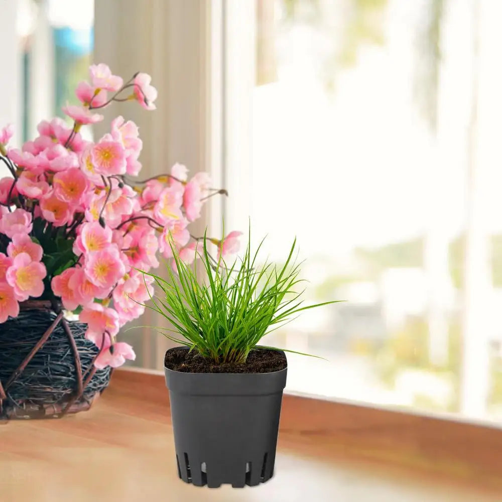 50pcs Plastic Seedling Cup