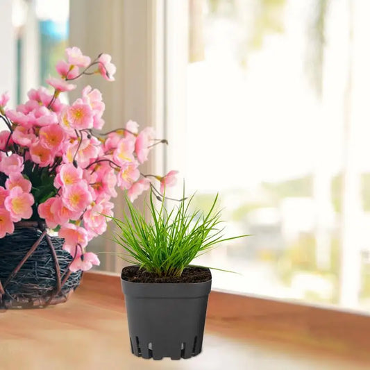 50pcs Plastic Seedling Cup