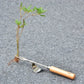 Stainless Steel Wood Handle Garden Weeder Hand Weeding Removal Cutter Puller Tools Multifunction Weeder Transplant Garden Tools